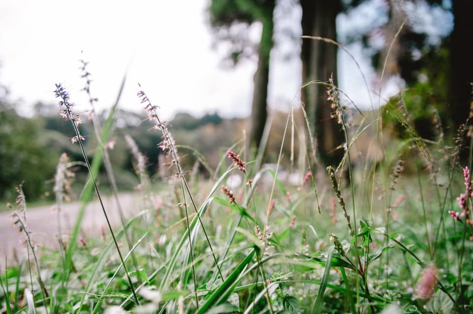 静かな秋の草花の風景