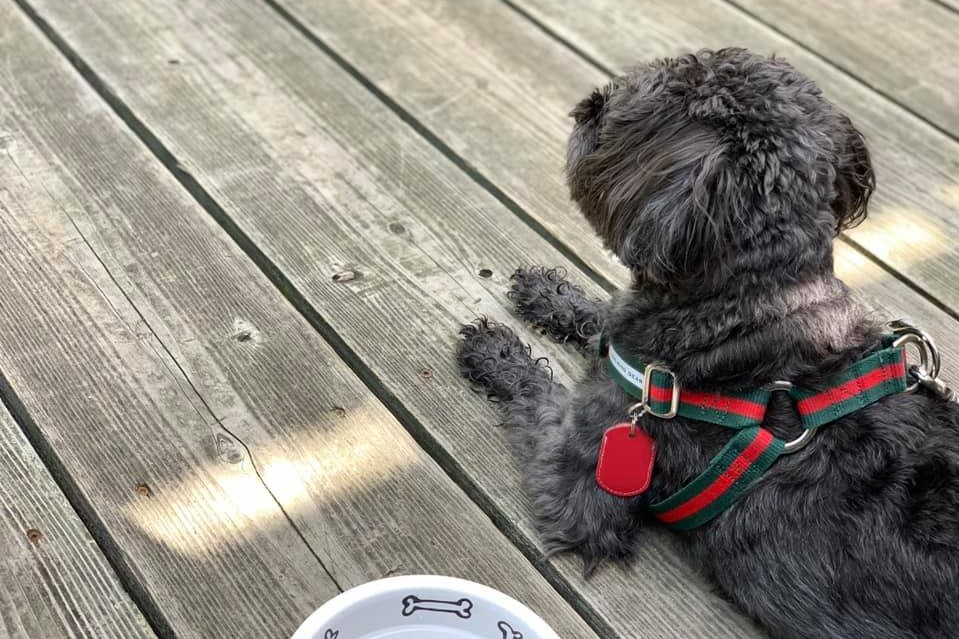 遠くを見る愛犬