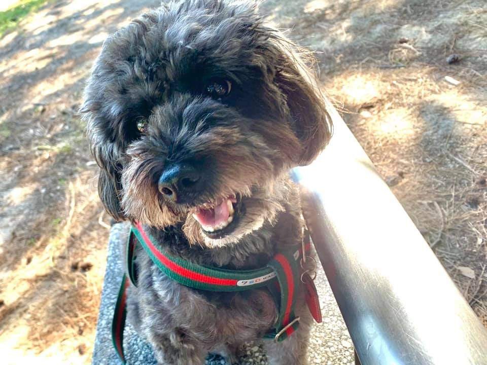 大田ミリの愛犬