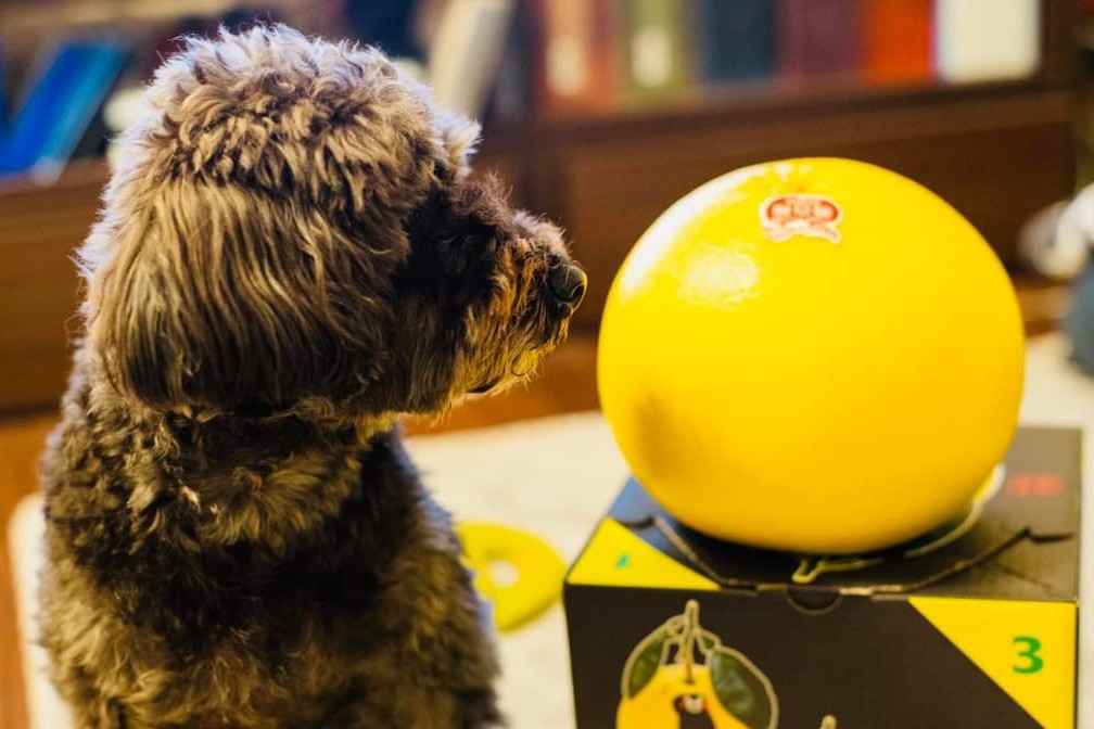 柚を見つめる愛犬